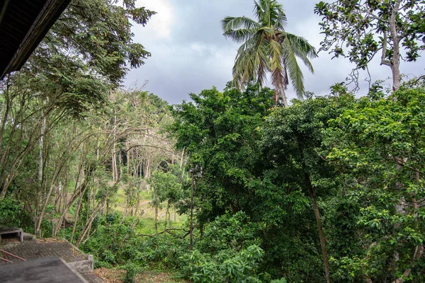 Bosque Ubud Lleno Vegetación — Foto de Stock