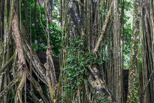 Ubud Vegetación Bosque — Foto de Stock