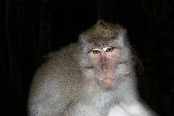 Portrait Macaque Flash — Stock Photo, Image