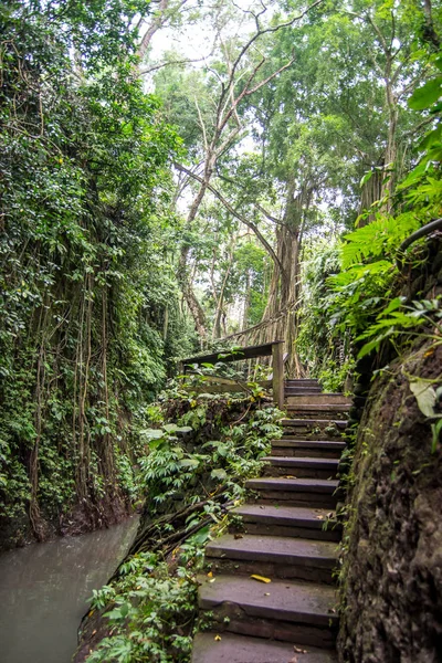 Escaleras Bosque Ubud Mucha Vegetación — Foto de Stock