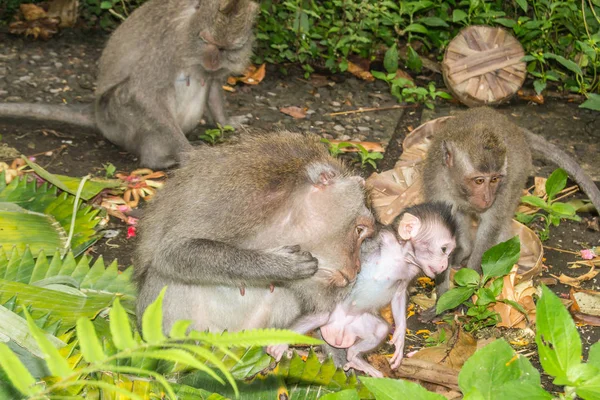 A macaque mum and her baby in a portrait