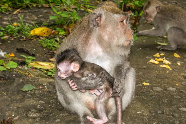 A macaque mum and her baby in a portrait