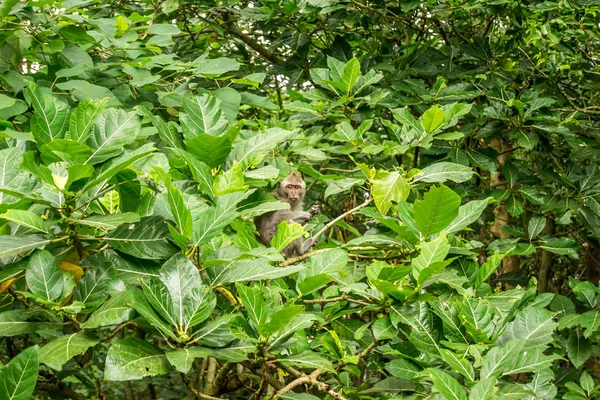 Ubud Bir Ormanda Ağaçta Bir Maymun — Stok fotoğraf