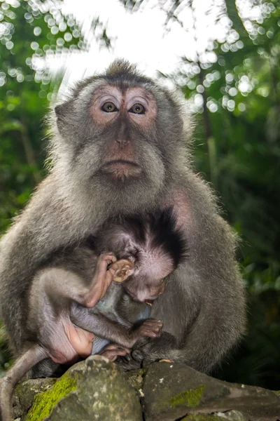 Portrait of a Macaque mum and baby born macaque in a forest