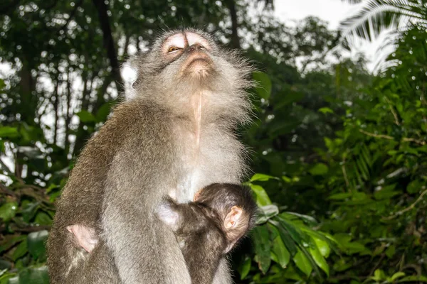 Portret Van Apen Makaak Het Bos Het Verzorgen Van Elkaar — Stockfoto