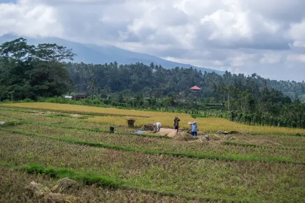 Personas Que Trabajan Tierra Bali — Foto de Stock