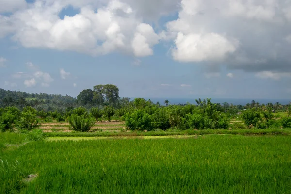 Landskap Bali Grön Natur Royaltyfria Stockfoton