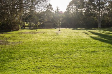 Danimarka'da çim peyzaj