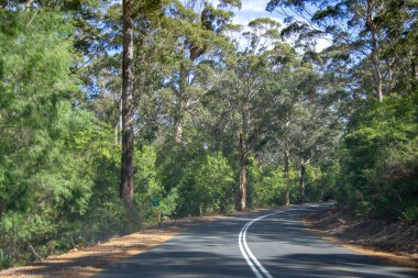 Yol ağaçlarla dolu.