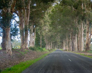 Yol ağaçlarla dolu.