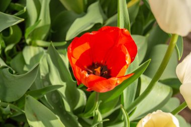 Kırmızı çiçek ve yeşil yaprak