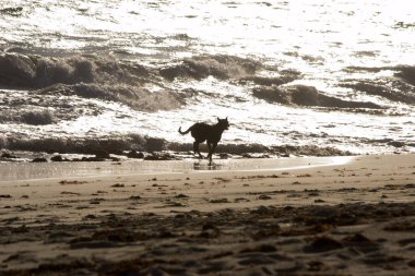 Köpek gün batımında sahilde koşuyor.