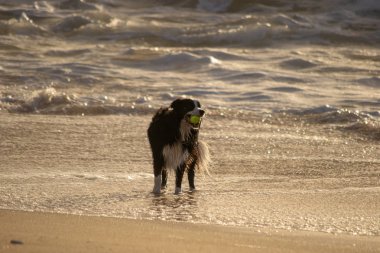 Köpek kumsalda oynuyor.