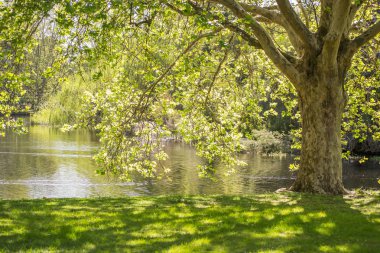 Hide Park göl manzara