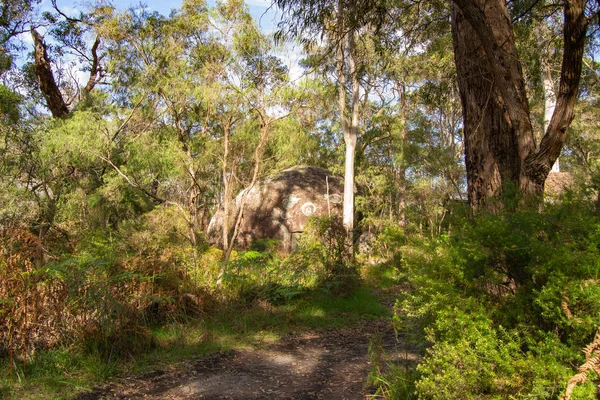 Medio Del Bosque Australia — Foto de Stock