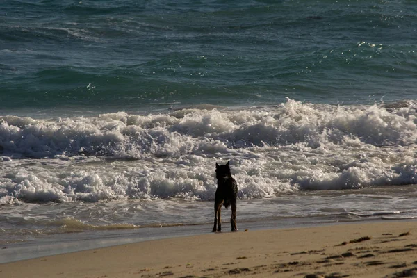 犬とビーチの夕日 — ストック写真