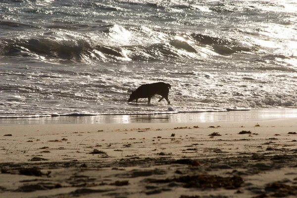 Hond Strand Zonsondergang — Stockfoto