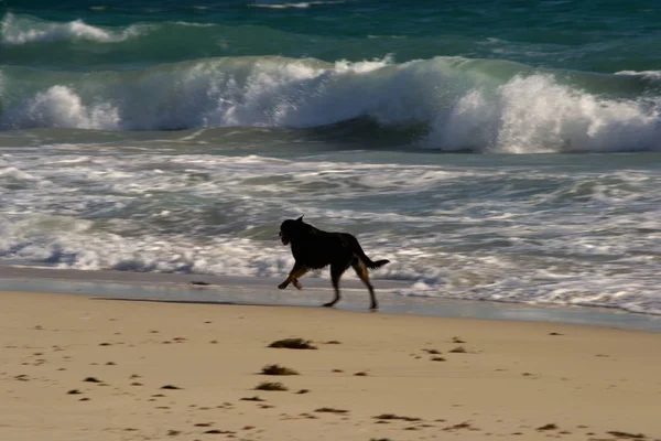 犬とビーチの夕日 — ストック写真