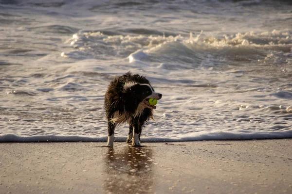海岸で遊んでいる犬は — ストック写真