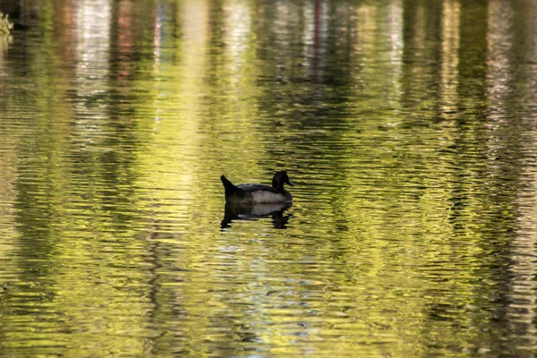 Retrato Pato Água — Fotografia de Stock
