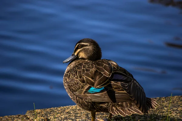 Eend Portret Het Water — Stockfoto