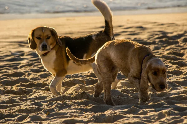 ビーチで日没時にトーグターを遊ぶ犬 — ストック写真