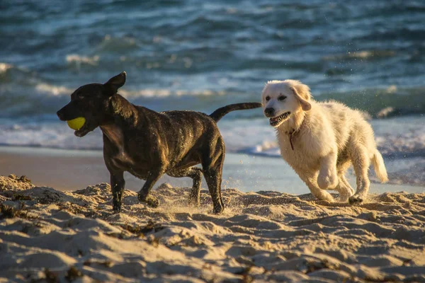 ビーチで日没時にトーグターを遊ぶ犬 — ストック写真