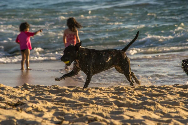 ビーチで日没時にトーグターを遊ぶ犬 — ストック写真