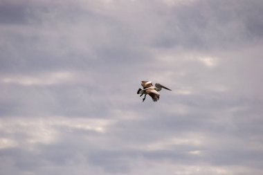 Pelikan uçan ve mücadele