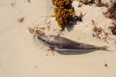 Kum üzerinde ölü balık