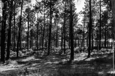 Siyah ve beyaz dolu ağaçları