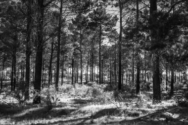 Siyah ve beyaz dolu ağaçları