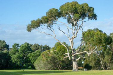 Apple çapraz Perth manzara