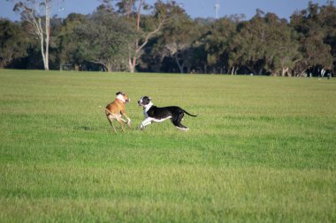 Çimenlerin üzerinde oynayan köpekler birkaç