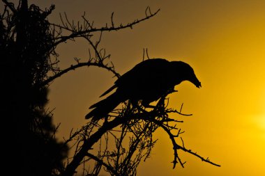Kuş sillouette üzerinden bir günbatımı renkleri