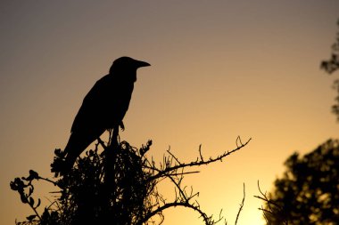 Kuş sillouette üzerinden bir günbatımı renkleri