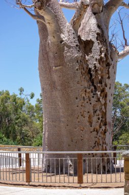 Büyük ve eski ağaç