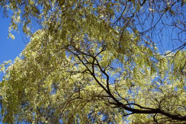 ağaç dalları ve yaprakları