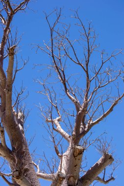 Ağaç dalları ve mavi gökyüzü