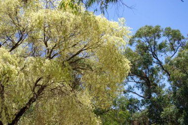 ağaç dalları ve yaprakları