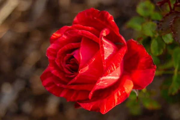 Czerwona Róża Kiedy Już Kupiłam Deszcz — Zdjęcie stockowe