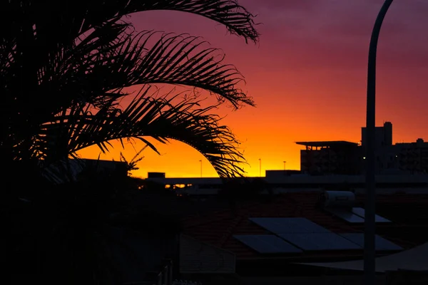 Shadow Palm Sunset Color Landscape — Stock Photo, Image