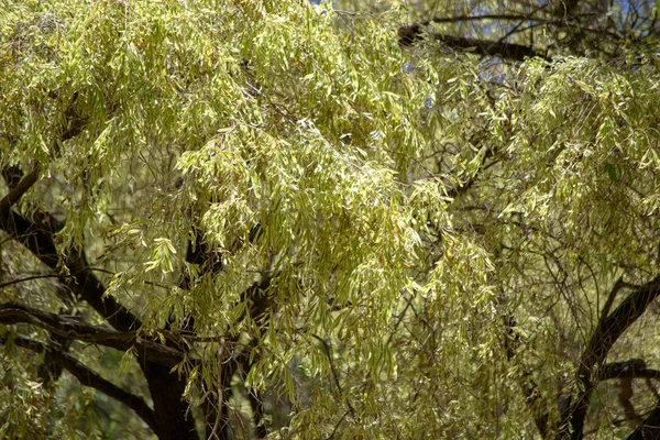 Ağaç Dalları Yaprakları — Stok fotoğraf