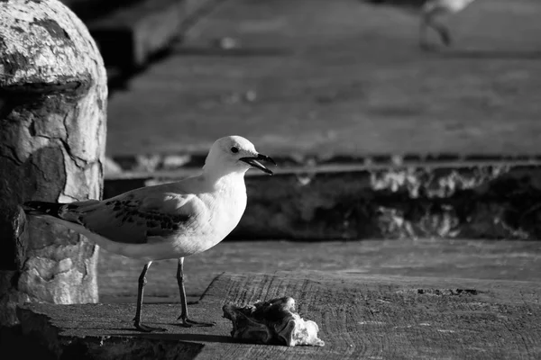 Seagull eating portrait black and white
