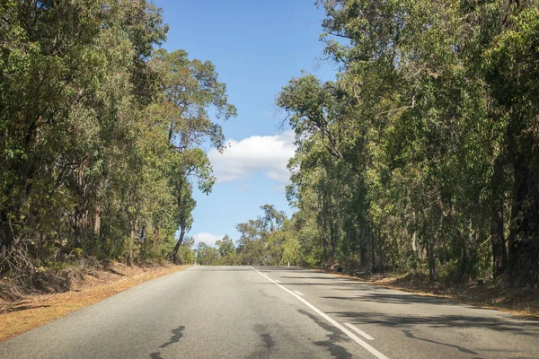 Lonely Road Landskap Med Massor Träd — Stockfoto