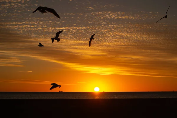 Морские Птицы Закате Пейзажа Перта — стоковое фото