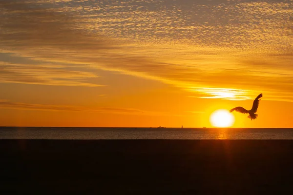 Oiseaux Mer Coucher Soleil Paysage Perth — Photo