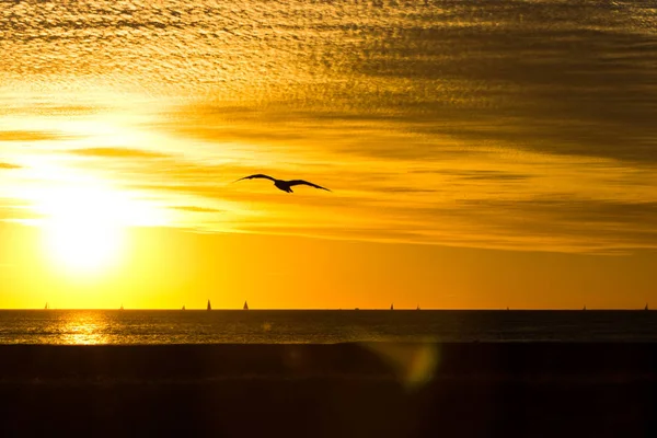 Seabirds Sunset Landscape Perth — Stock Photo, Image