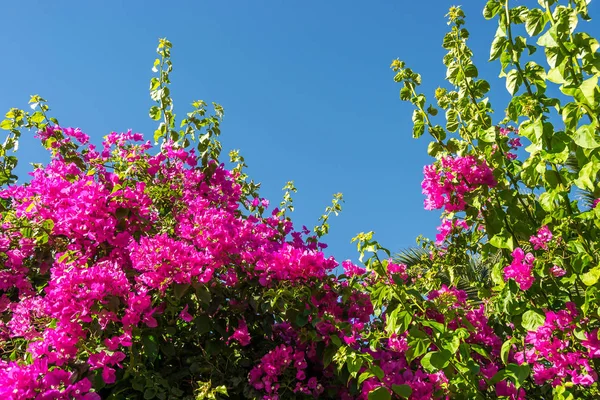 Fiori Rosa Primavera — Foto Stock