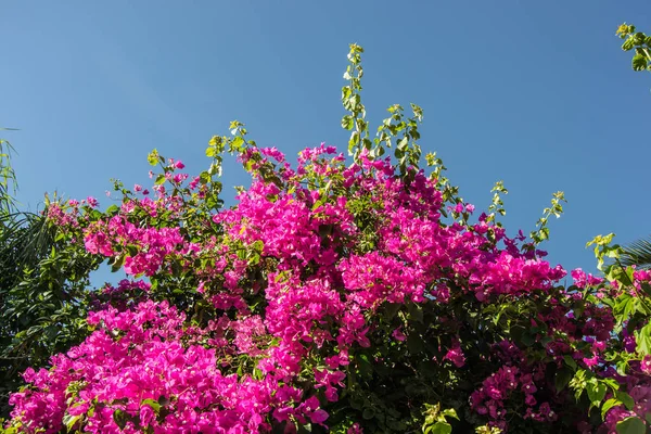 Fiori Rosa Primavera — Foto Stock